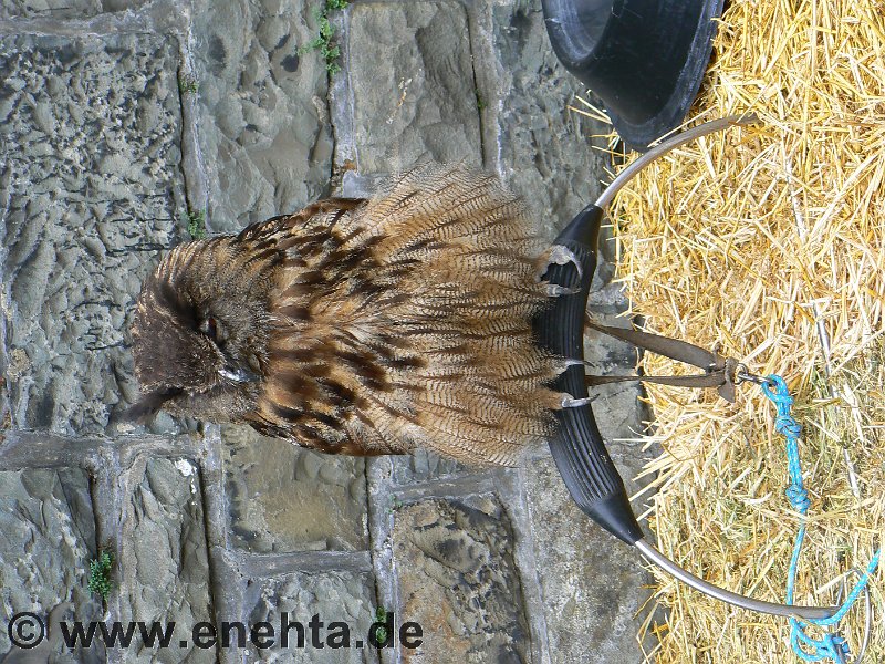 Mittelaltermark_Altena_2011 (130).jpg